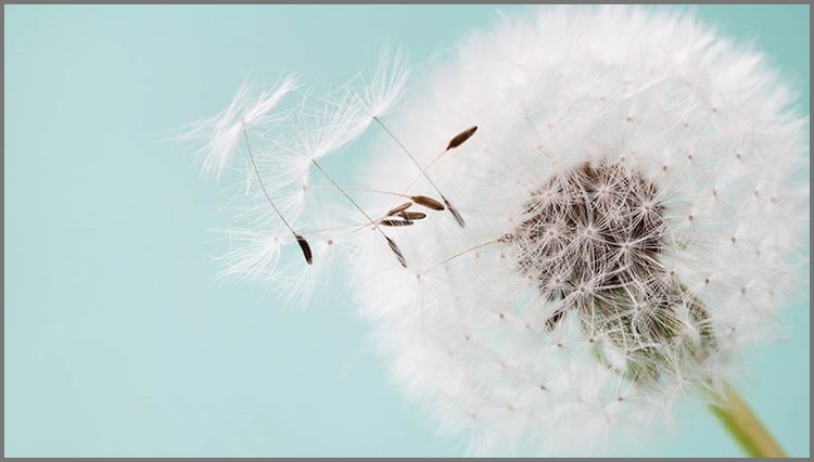 PPT模板-纷飞的蒲公英PPT背景图片