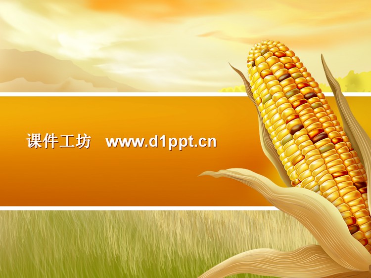 丰收的喜悦玉米背景PPT模板
