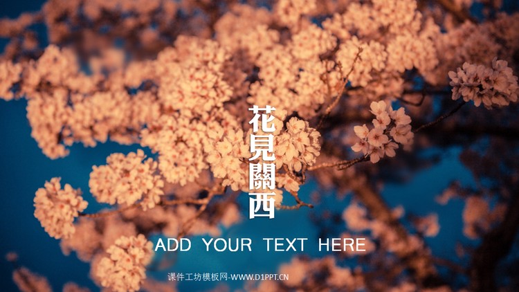 一组樱花幻灯片背景图片下载