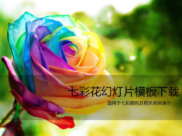 美丽的七彩玫瑰花PPT模板下载