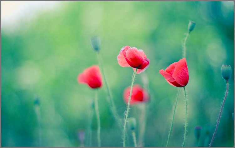 PPT模板-翠绿背景红色花朵唯美PPT背景图片