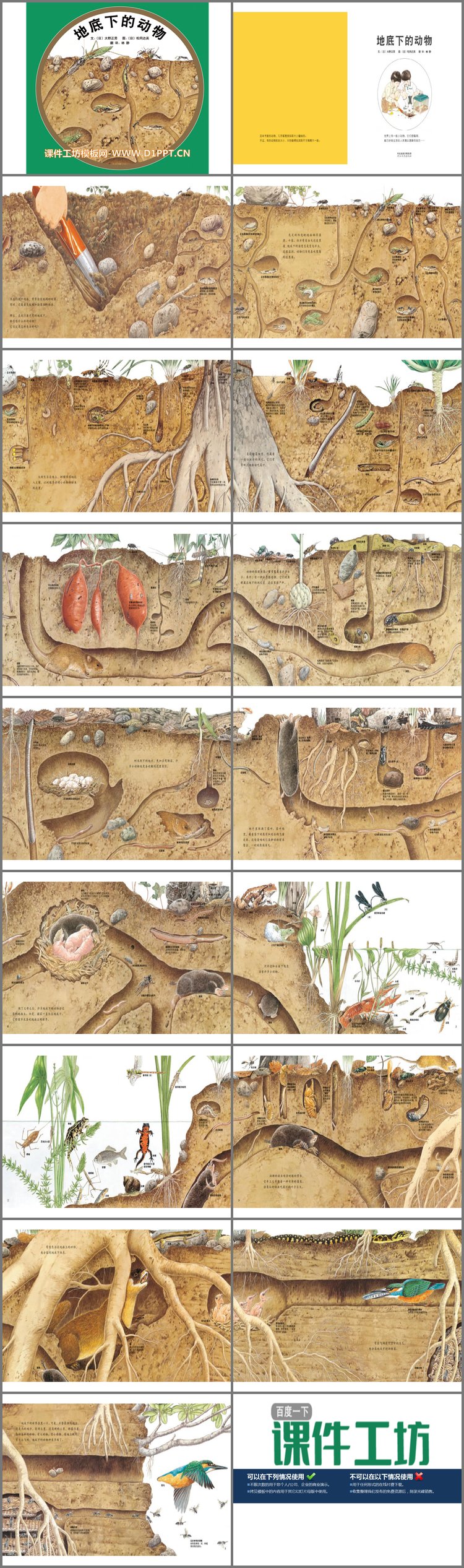 PPT模板-《地底下的动物》绘本故事PPT