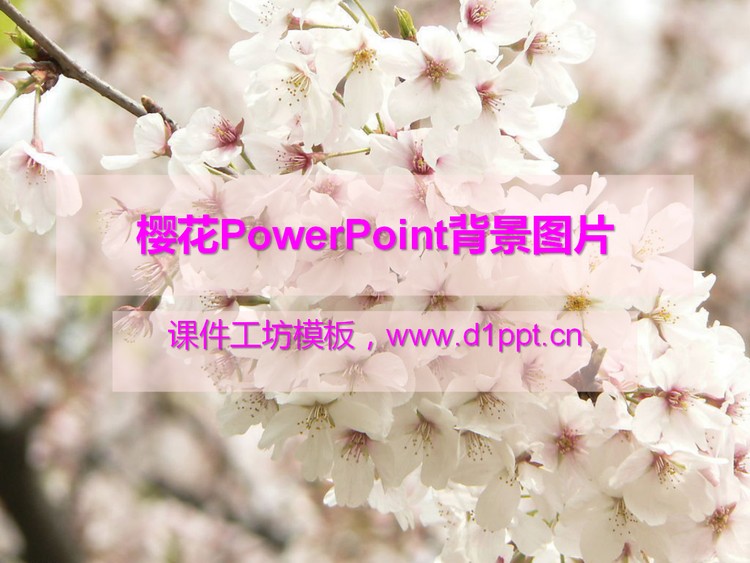 樱花PowerPoint背景图片免费下载