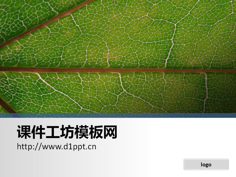 一张简洁的树叶特写PPT背景图片