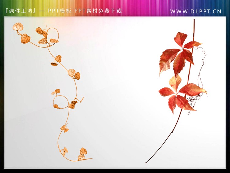 12张植物枝叶PPT插图素材