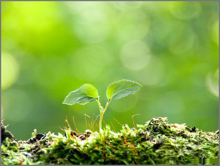 PPT模板-绿色光晕背景幼苗PPT背景图片