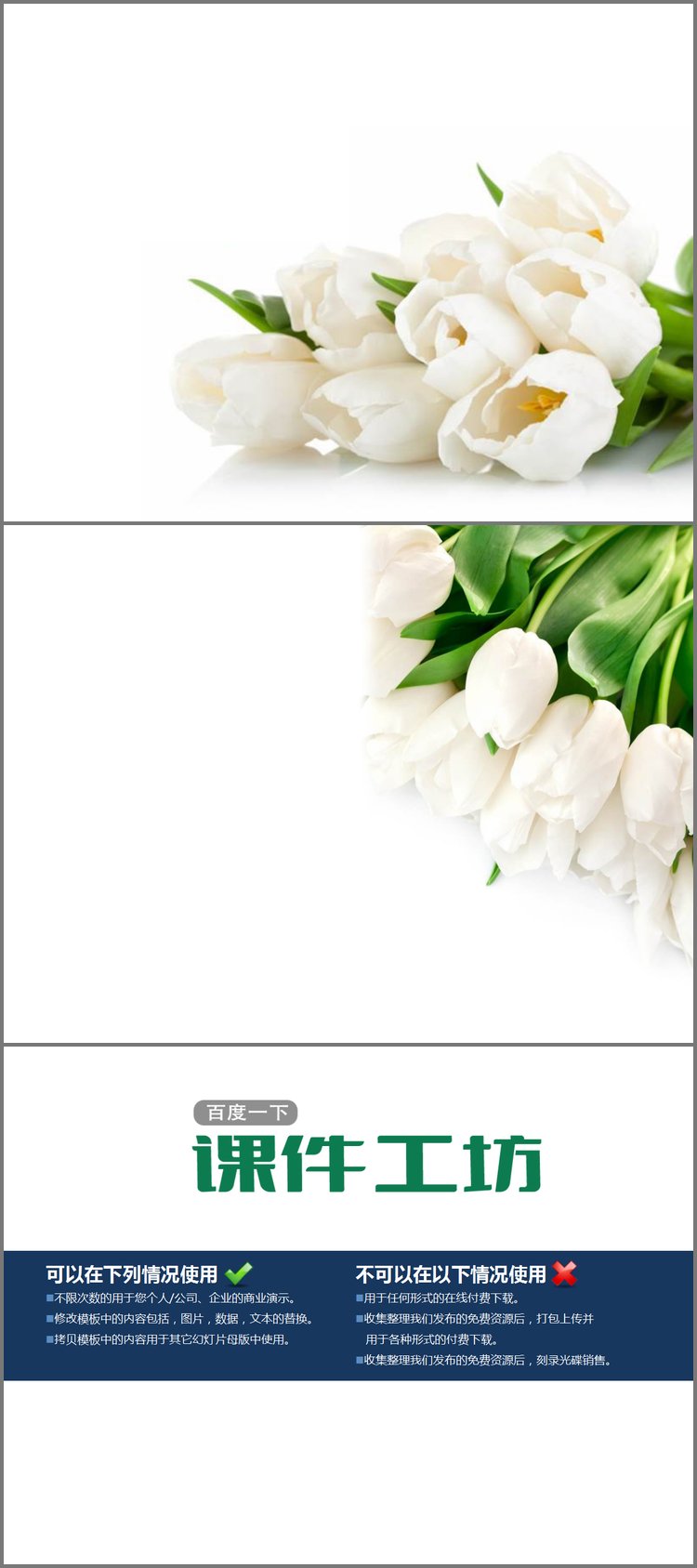 PPT模板-两张白色郁金香PowerPoint背景图片下载