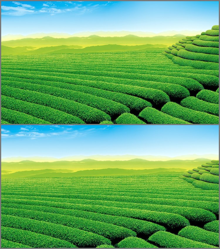 PPT模板-清新自然的茶园幻灯片背景图片