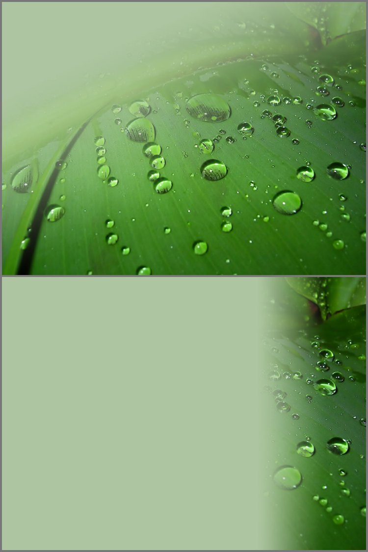 PPT模板-绿叶露珠PPT背景模板