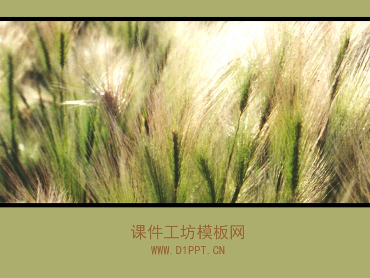 草原风景PPT模板下载