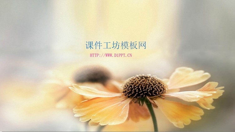 淡雅背景的阳光下的花朵幻灯片背景图片