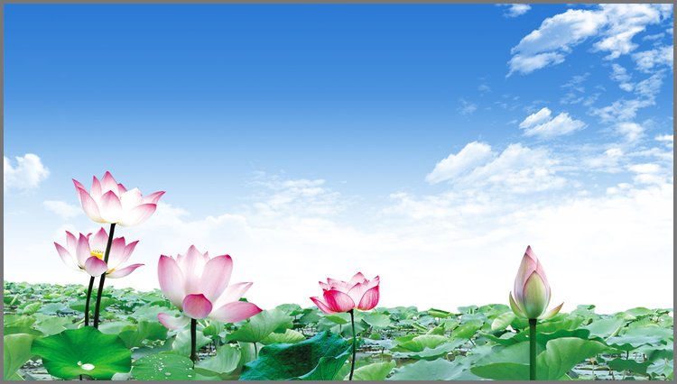 PPT模板-鲜艳荷花莲花PPT背景图片