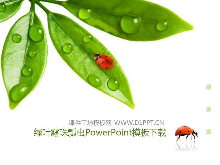 清新绿叶露珠七星瓢虫背景PPT模板