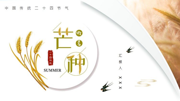 简约麦穗背景的芒种节气介绍PPT模板
