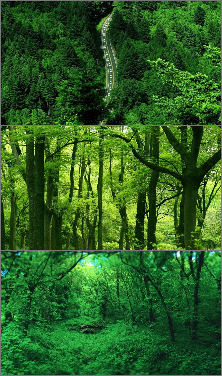 PPT模板-三张绿色森林PPT背景图片