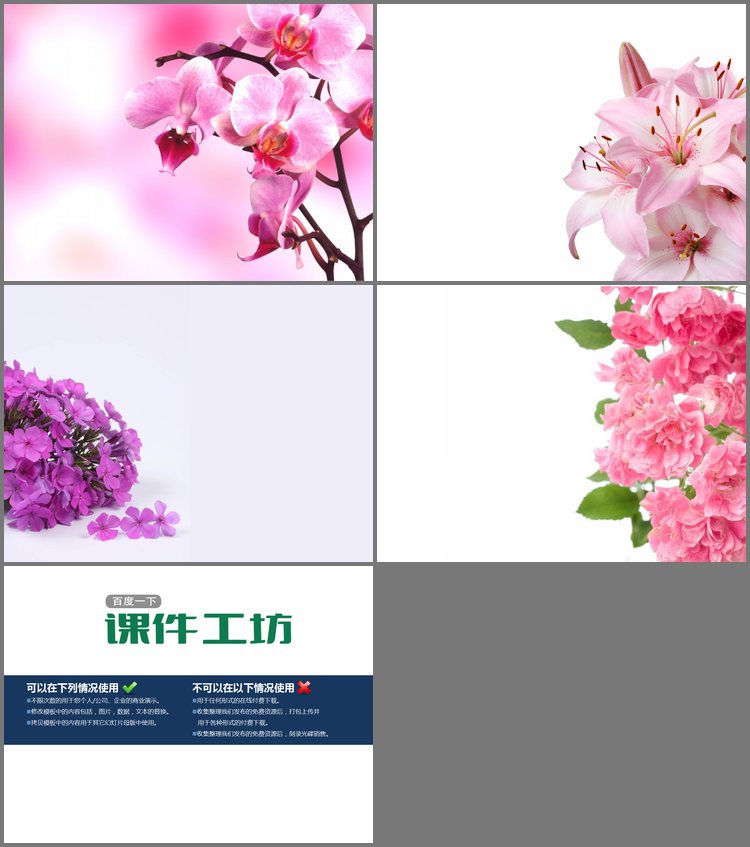 PPT模板-一组粉色烂漫的鲜花幻灯片背景图片下载