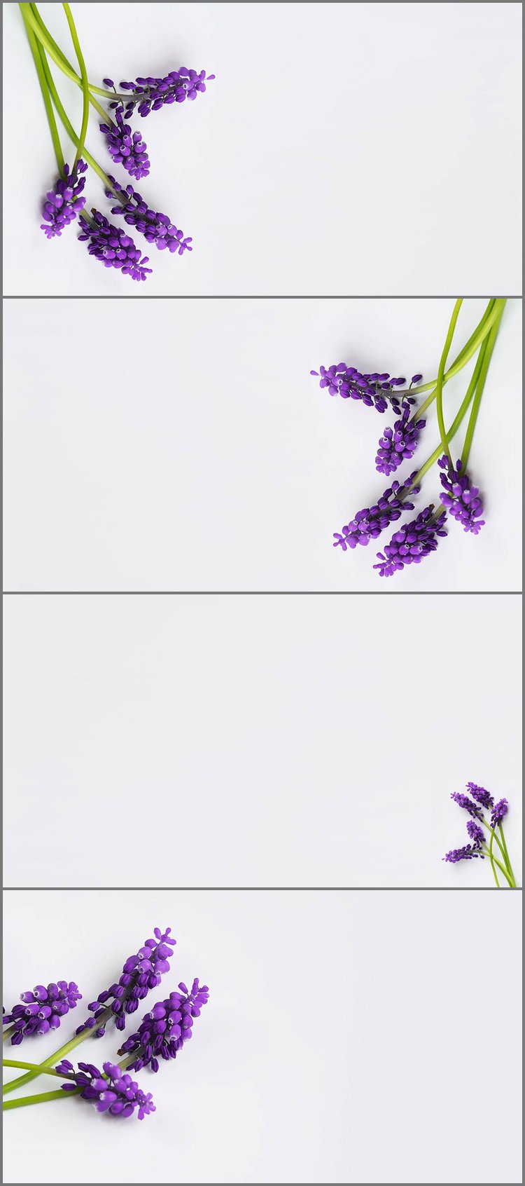 PPT模板-四张紫色鲜花PPT背景图片