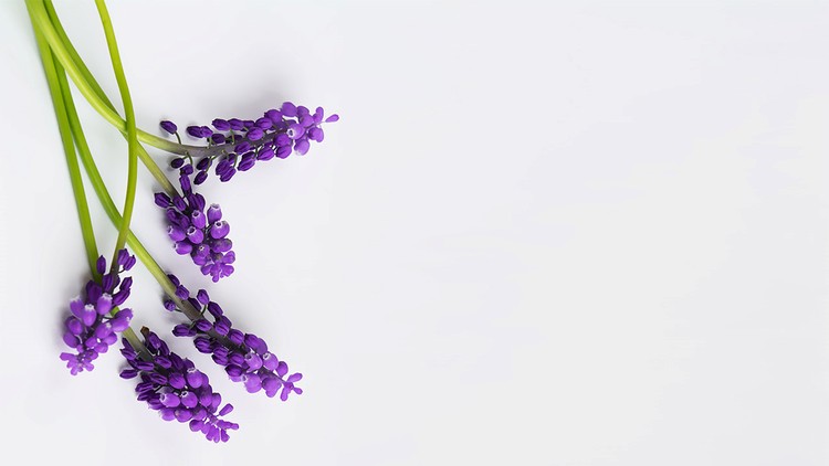四张紫色鲜花PPT背景图片