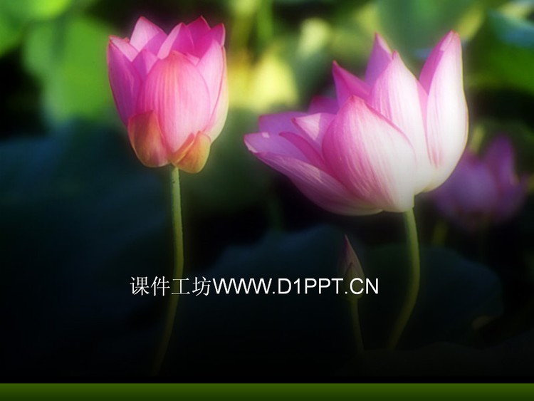 娇艳荷花PPT模板下载