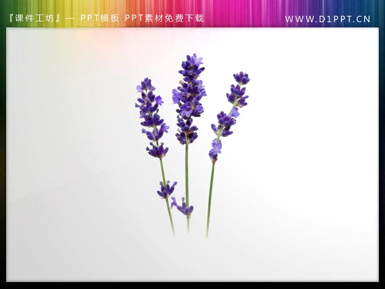 一组唯美透明植物PPT素材